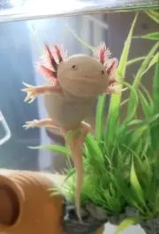 ふーちゃん  (♦やりとり後の購入で！)