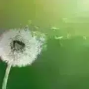 わたげの画像