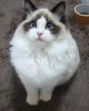 RAYOの画像