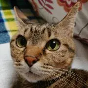 ゴン太郎の画像