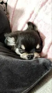 よまる プロ確認の画像