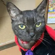 ミルキーキャンディーの画像