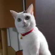 ふくともくの画像