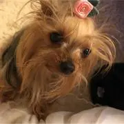 yokoの画像