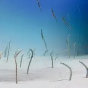 ニッキョクの画像