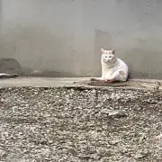 塩焼きの画像