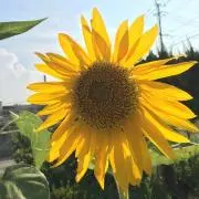 たろう