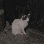 にゃぽぽの画像