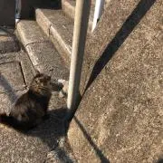 ACEの画像