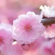 ももりん