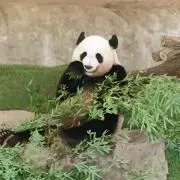 ARの画像