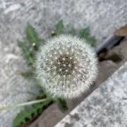 オールフリーの画像