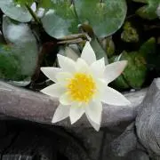 ミーちゃん家の花便りの画像