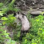 ステラ