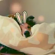 sola