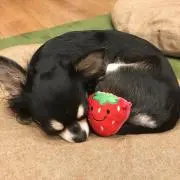 みみたんの画像