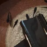 虎徹オロチ