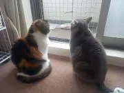 ちいの画像