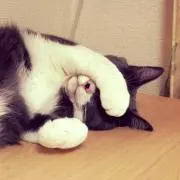 お片付けママ
