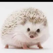 SAKURANBOの画像