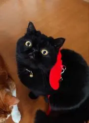 しろ