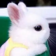 なけうさの画像
