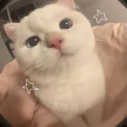 まゆの画像