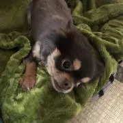 チロルチョコの画像