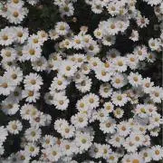 mの画像
