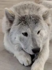りっちゃんの画像