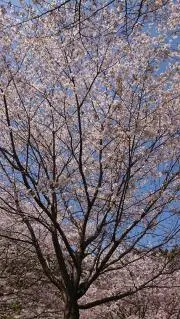 さき【プロフ必読願います】