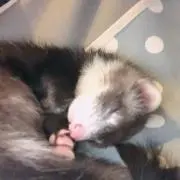 ねむの画像