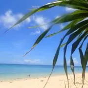 chakoの画像