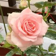 真上