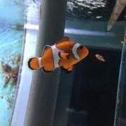 えー