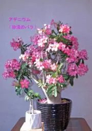 もこの画像
