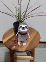 shihoの画像