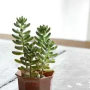 Kaorinの画像