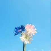 nikonikoの画像