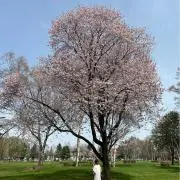 もるるの画像