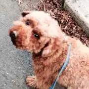 しんとこ
