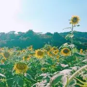 サケチ♡の画像