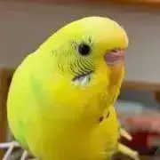 tamaの画像