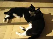 チャコちゃまの画像