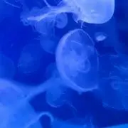 葵の画像