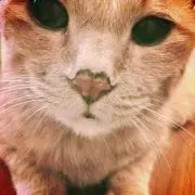きなこの画像