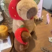 pinoの画像