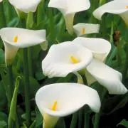 ma-yaの画像