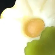 みるくあいす　土日発送の画像