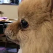 アン